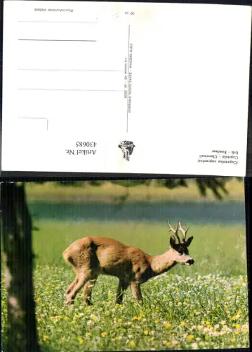 430685,Reh Rehbock Roedeer Jagd Wild
