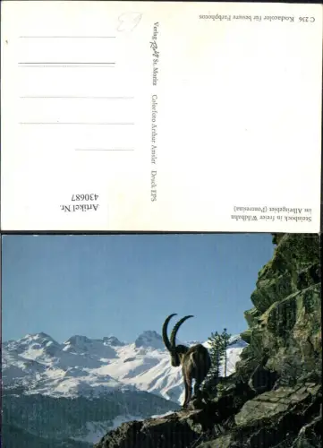 430687,Steinbock in freier Wildbahn im Albrisgebiet Pontresina Jagd