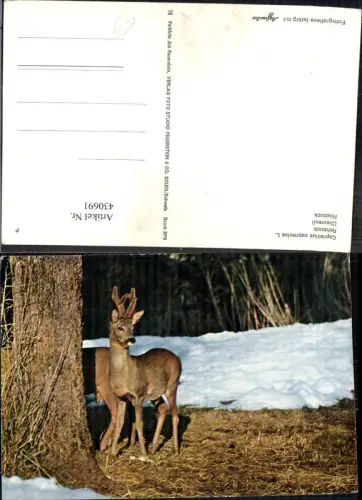 430691,Rehbock Winter Baum Jagd Wild