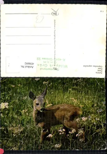 430692,Foto Ak Rehkitz auf Wiese Jagd Wild
