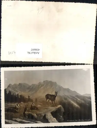 430697,Foto Ak Gemse Gämse i. Hochgebirge Jagd Wild
