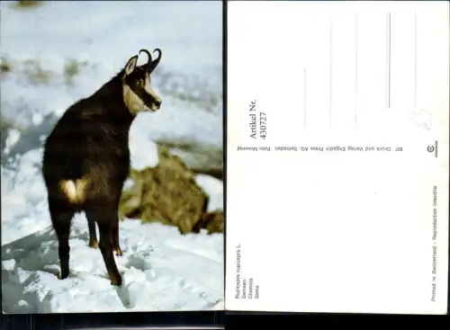 430727,Jagd Gemsen Gämsen Gams im Schnee