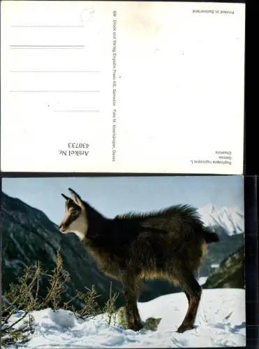 430733,Jagd Gemse Gams Gämse