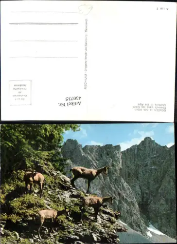 430735,Jagd Gemsen i. d. Alpen Gämse Chamois in the Alps