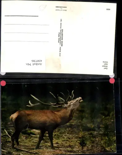 430736,Jagd Röhrender Hirsch Wild