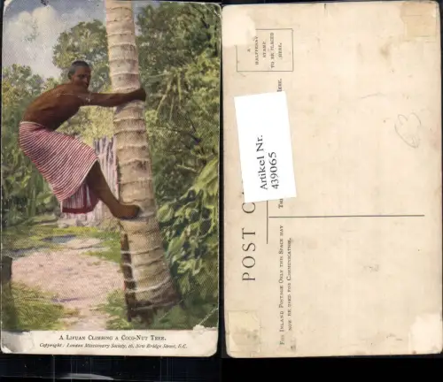 439065,Volkstypen A Lifuan Climbing a Coco-Nut-.Tree Mann klettert a. Palme