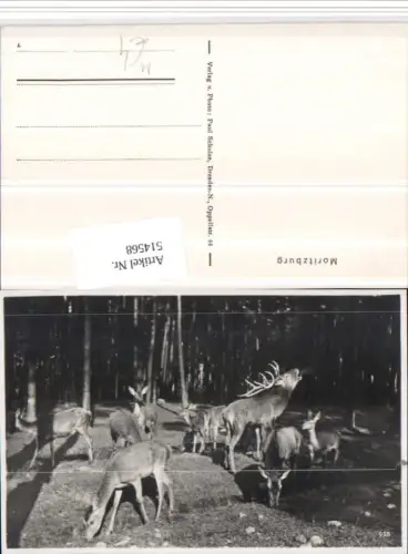 514568,Moritzburg Wald Jagd Hirsch Rehe Tiere
