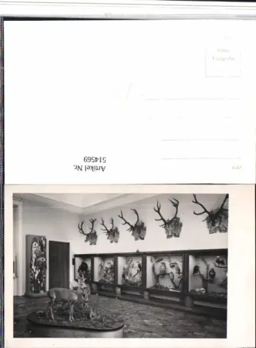 514569,Foto AK Museum Jagd Trophäen Ausgestopfte Tiere Präparate