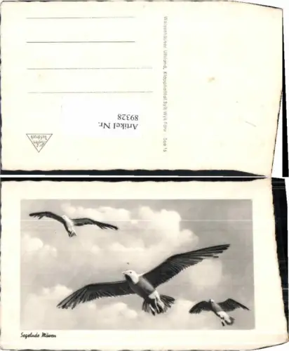 89328,Segelnde Möwen Vögel Möwe