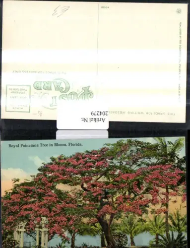 204279,Florida Royal Poinciana Tree in Bloom