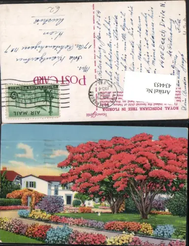 434453,Florida Royal Poinciana Tree Flammenbaum