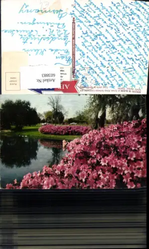 603883,Azaleas in Bloom Sylvan Abbey Clearwater and Safety Harbor Florida