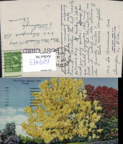 629493,The Golden Shower Tree Baum Florida