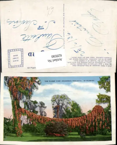 629590,The Flame Vine in Florida