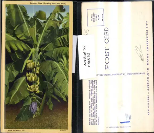 190835,Louisiana New Orleans Banana Tree showing Bud an Fruit Bananenbaum