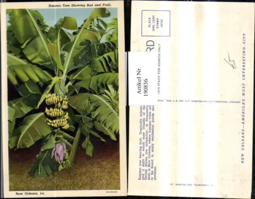 190836,Louisiana New Orleans Banana Tree showing Bud an Fruit Bananenbaum