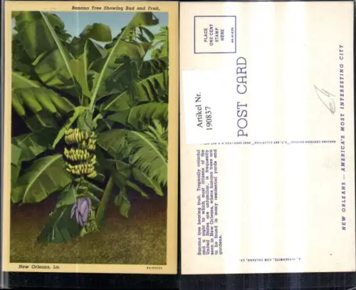 190837,Louisiana New Orleans Banana Tree showing Bud an Fruit Bananenbaum
