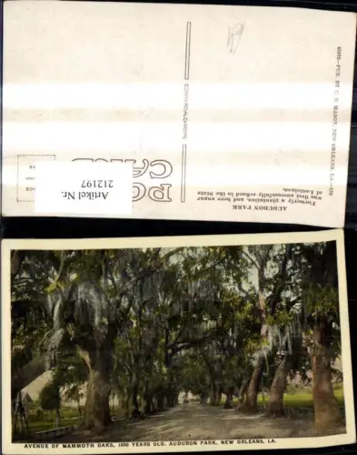 212197,Louisiana New Orleans Avenue of Mammoth Oaks 1000 Years Old Audobon Park