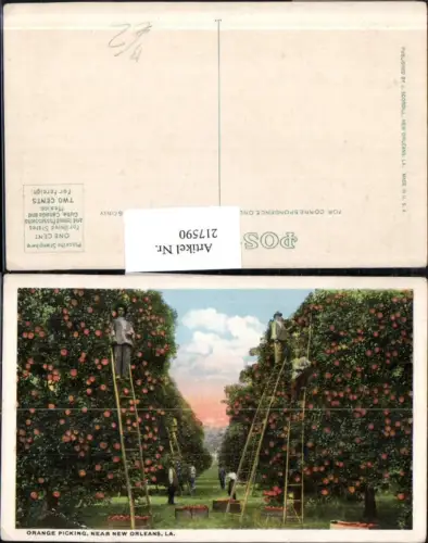 217590,Louisiana New Orleans Orange picking Orangen pflücken