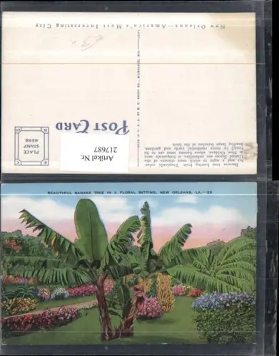 217687,Louisiana New Orleans Banana Tree in a Floral Setting Bananenbaum Bananen