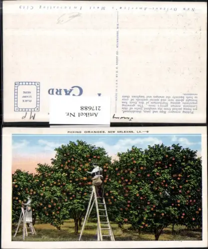 217688,Louisiana New Orleans Picking Oranges Orangen Orangenbaum