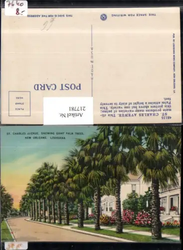217781,Louisiana New Orleans St Charles Avenue showing Giant Palm Trees Palmen