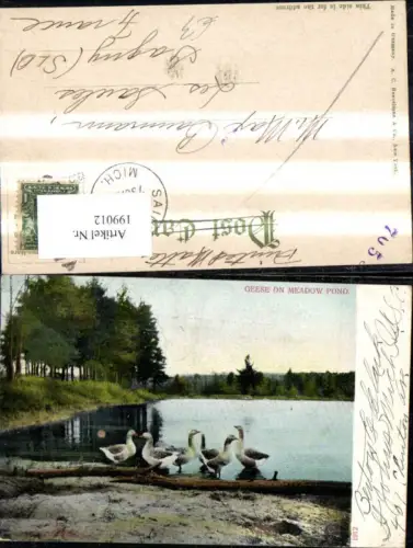 199012,Michigan Geese on Meadow Pond Gänse a. Teich