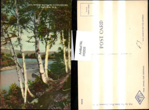 192035,New Hampshire White Mountains Rippling water and Silvery Birches Partie Birken