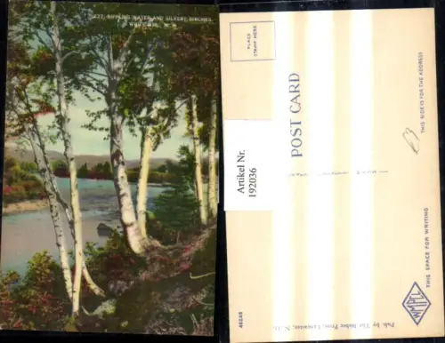 192036,New Hampshire White Mountains Rippling water and Silvery Birches Partie Birken