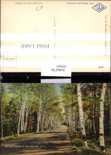 192069,New Hampshire White Birches in the White Mountains Straßenansicht Birken