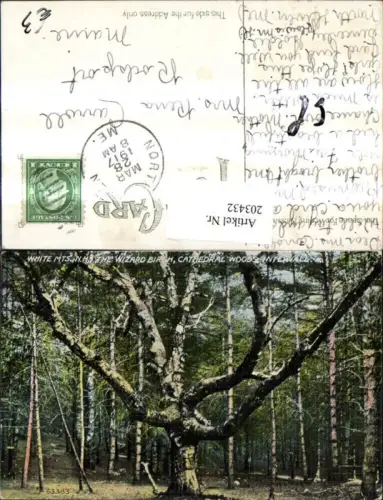 203432,New Hampshire White Mountains Wizard Birch Cathedral Woods Intervalle