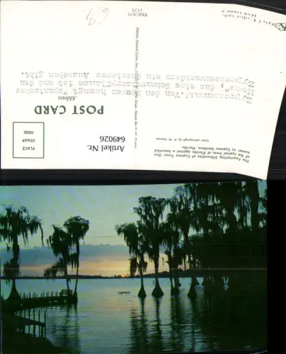 649026,Cypress Gardesn Florida Cypress Trees Bäume Landschaft USA