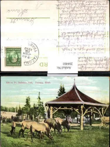 204401,Washington Tacoma Elk in Point Defiance Park Elche