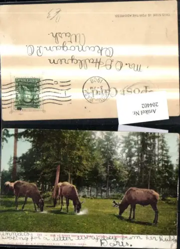204402,Washington Tacoma Point Defiance Park Elk Elche