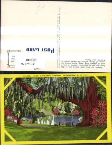 203940,Wisconsin Charleston Spanish Moss Middleton Gardens
