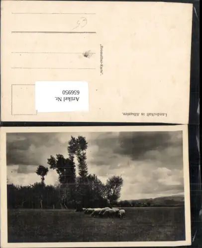 656950,Landschaft in Albanien Schafe Schafherde