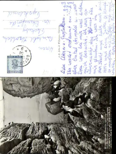722688 Sweden Götland Insel Stora Karlso Vögel Vogel