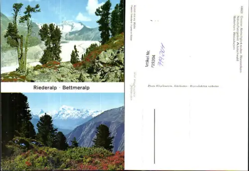 719204 Mehrbild AK Riederalp Bettmeralp Gr. Aletschgletscher Wannenhorn Matterhorn Weisshorn