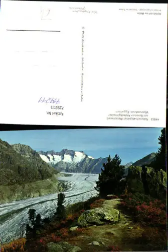719211 Aletschwald a. Gr. Aletschgletscher Wannenhorn Eggishorn Fiesch pub Photo Klopfenstein