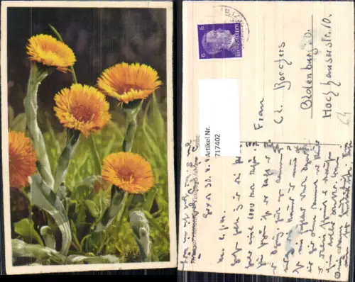 717402 Tussilago farfara Kleiner Huflattich Blumen Flora Vegetation