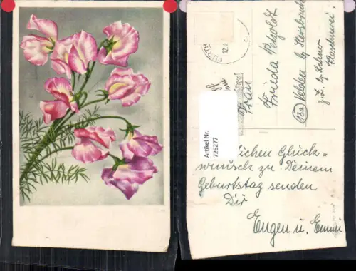 726277 Vegetation Blumen Veilchen pub Erika 3429