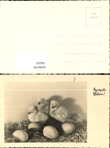 726221 Foto AK Ostern Küken Eier