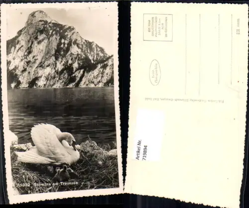 719894 Foto AK Schwäne a. Traunsee Schwan Gmunden Traunsee