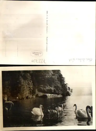 722720 Schwäne Schwan am Traunsee Gmunden Traunkirchen Salzkammergut pub Brandt