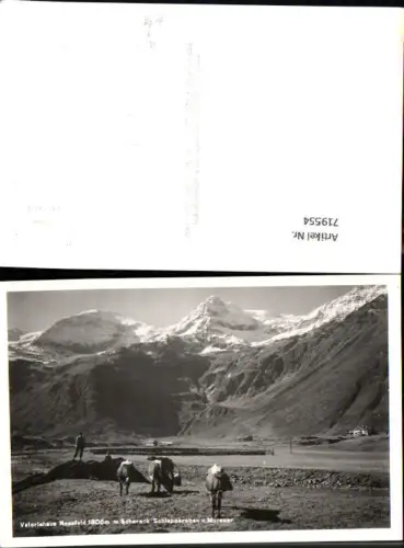 719554 Foto AK Bad Gastein Valeriehaus Nassfeld Schareck Schlappereben u. Murauer Kühe Rinder