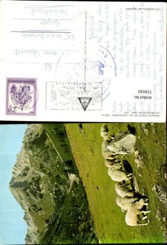 723420 Weidende Schafe b. Latschenhütte bei Imst Tirol