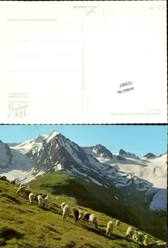 723487 Hohe Mut Bergschafe Oetz Bez. Imst