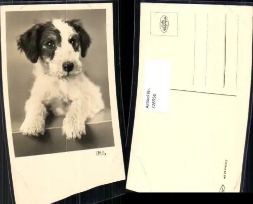 726950 Foto AK Tiere Hund Pfiffig
