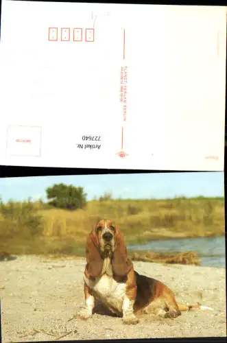 727640 Hund Beagle am Ufer sitzend Tiere