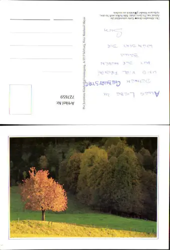 727659 Baum im Herbst Wald Vegetation Landschaft Pro Juventute